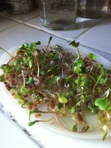 Radish Sprouts grown on the counter from seeds.